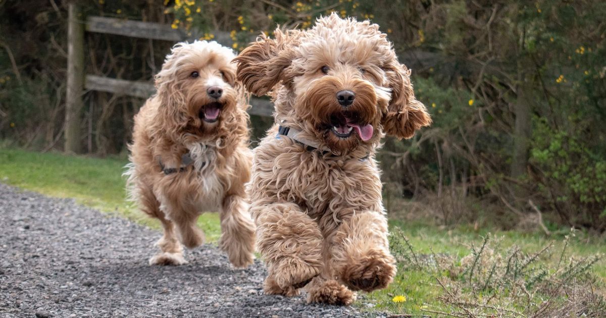 cockapoo-cavapoo-hypoalergeni-pes